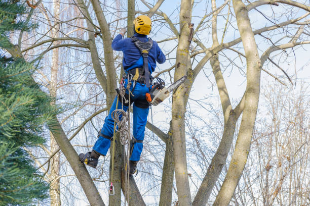 Tree Pruning Services