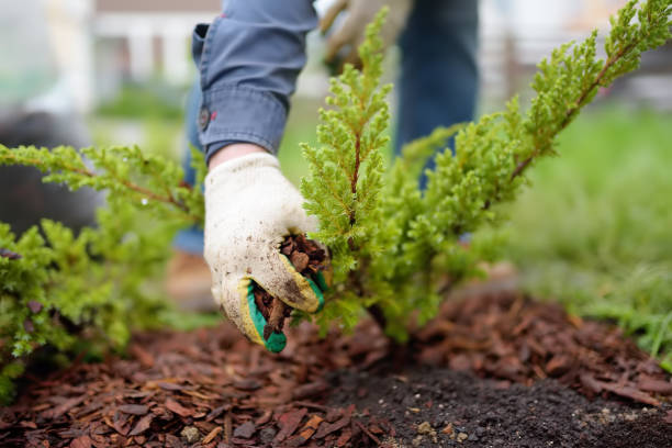 tree transplanting services