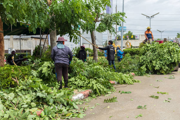 Tree Removal Services