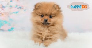 Pomeranian Dog Price 