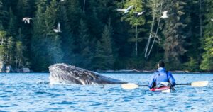 Kayak Whale Watching Tour