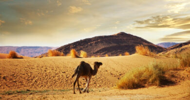 Desert Safari in jaisalmer