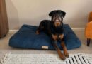 The Ultimate Guide to Choosing the Best Luxury Pet Bed for Your Furry Friend