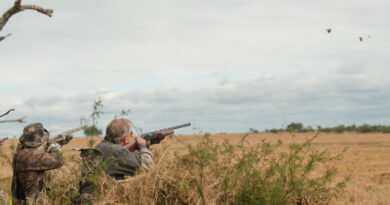 How Weather Influences Dove Hunting: A Guide to Adapting Your Strategy