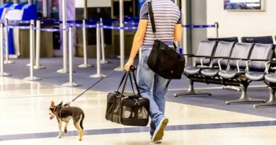 Airport dog boarding in USA