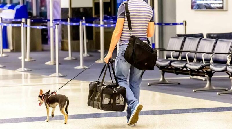 Airport dog boarding in USA