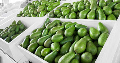 avocado-market-in-mexico