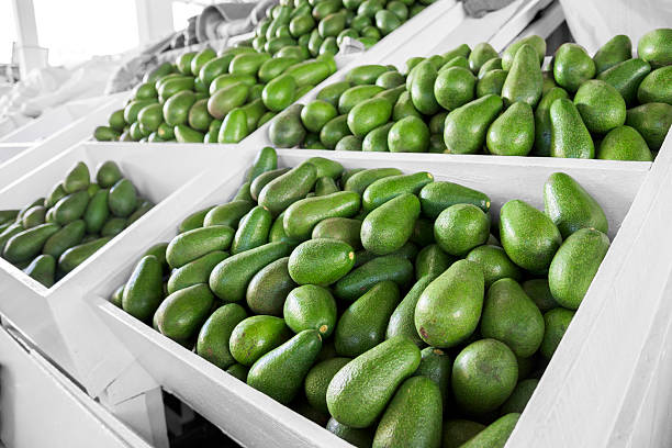 avocado-market-in-mexico