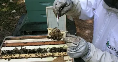 Checking Your Beehive Has Signs of Life