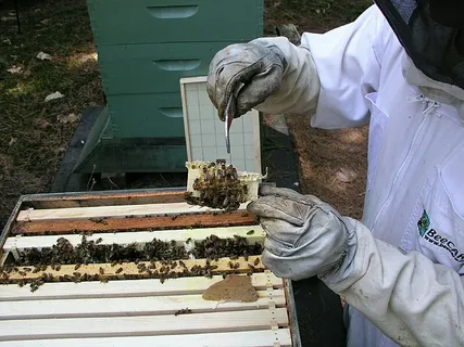 Checking Your Beehive Has Signs of Life