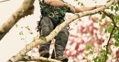 Tree Surgeons Portsmouth