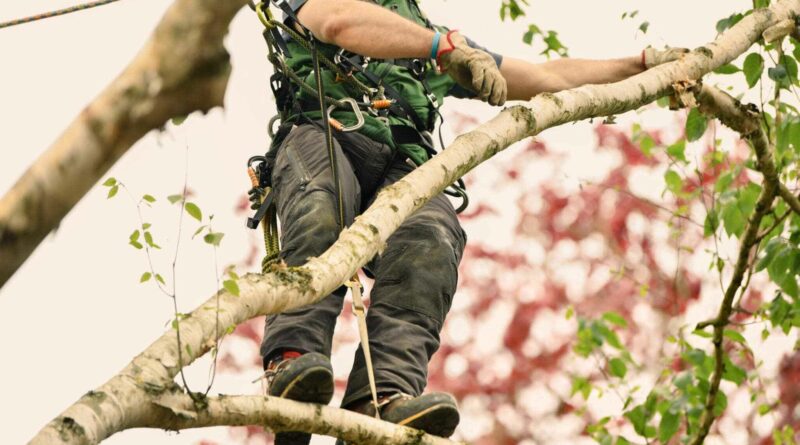 Tree Surgeons Portsmouth