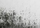 How to Clean Black Mold Safely: Expert Tips for a Healthier Home