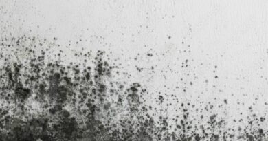 How to Clean Black Mold Safely: Expert Tips for a Healthier Home