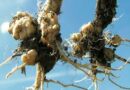 Clubroot Prevention