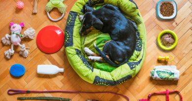 Best Dog Bed Options for Ultimate Canine Comfort