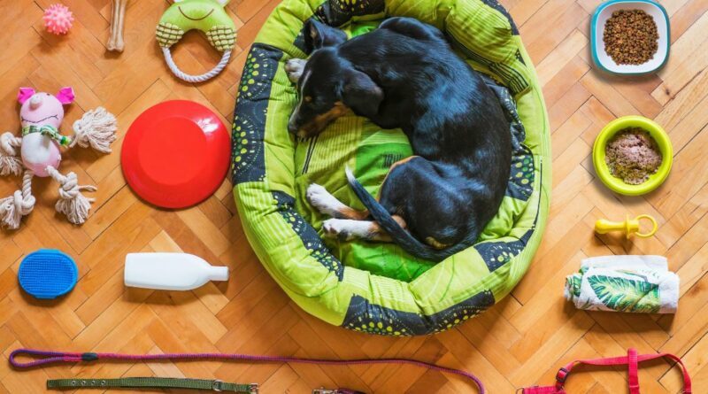 Best Dog Bed Options for Ultimate Canine Comfort