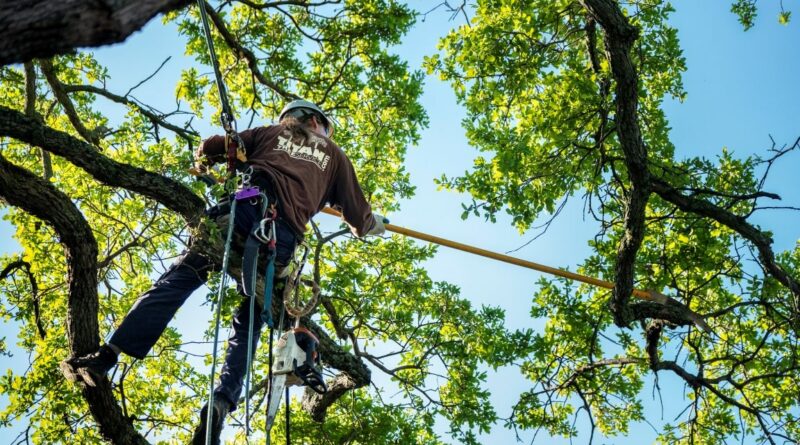 affordable tree service houston