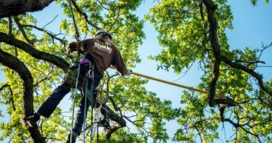 affordable tree service houston