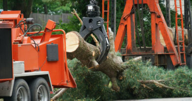 tree removal services