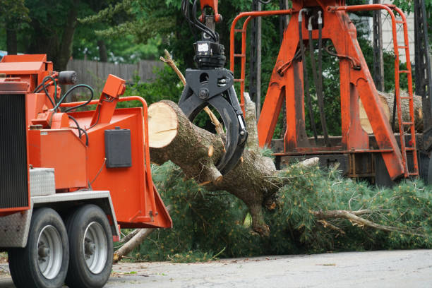 tree removal services