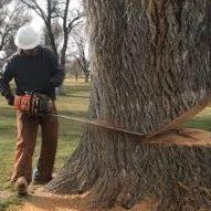 Enhance Your Landscape with Boise River Tree Services