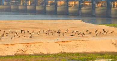 A Day Trip to Haiderpur Wetlands: Nature’s Hidden Gem