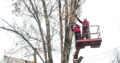 Tree Planting Services A Vital Part of Landscaping