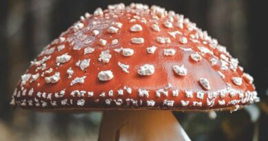 Mr Mushroom: Your Ultimate Destination for Premium Mushroom Products