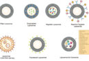 CD Bioparticles Announces New Line of Liposomes for Food Applications