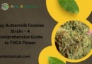 Buy Buttermilk Cookies Strain