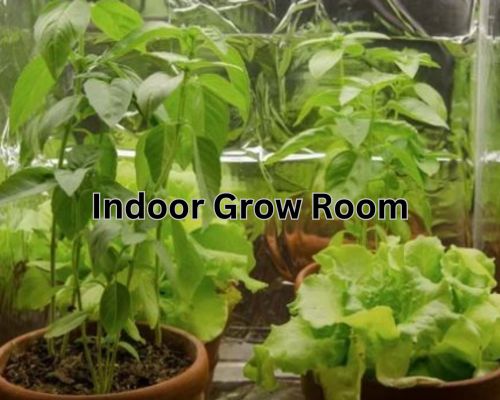 Indoor-grow-room