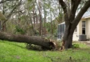 Best Affordable Tree Removal Service