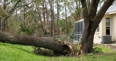 Best Affordable Tree Removal Service