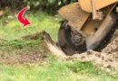 BestTree stump removal services in Poole