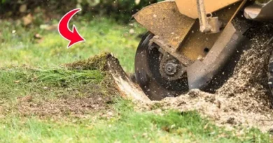 BestTree stump removal services in Poole