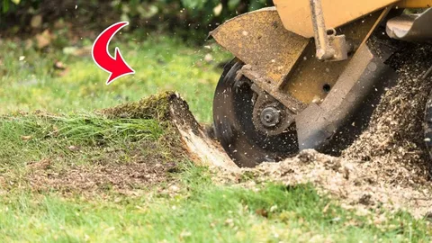 BestTree stump removal services in Poole