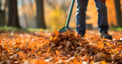 Yard Waste Removal Services