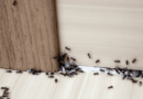 Expert Ant Removal Services in Melbourne