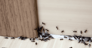 Expert Ant Removal Services in Melbourne