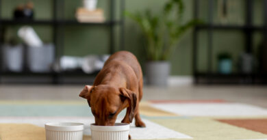 bone broth for dogs