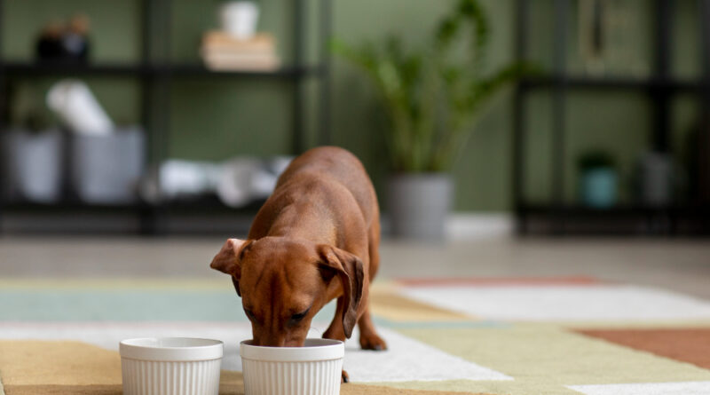 bone broth for dogs