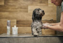 dog grooming