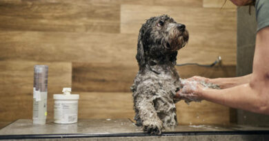 dog grooming