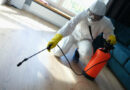 Termite and Rodent Control in Los Angeles: Protect Your Property with OceanView Pest Control