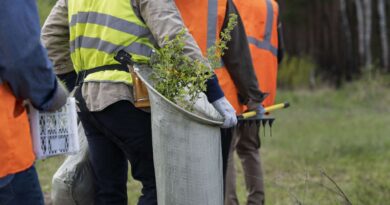 Stump Grinding Service