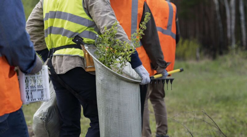 Stump Grinding Service