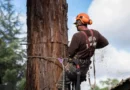 Tree Pruning Service