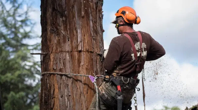 Tree Pruning Service