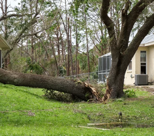 affordable tree removal